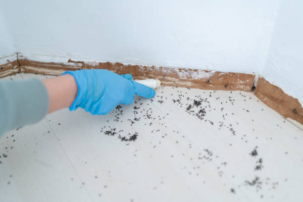 Best Pest Prevention Services  in Larch Y, WA